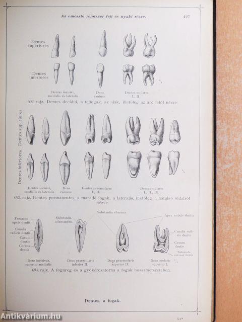 Toldt - A tetembontás atlasza IV.