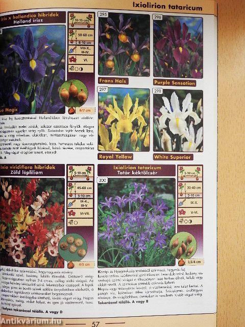 Hagymás dísznövények