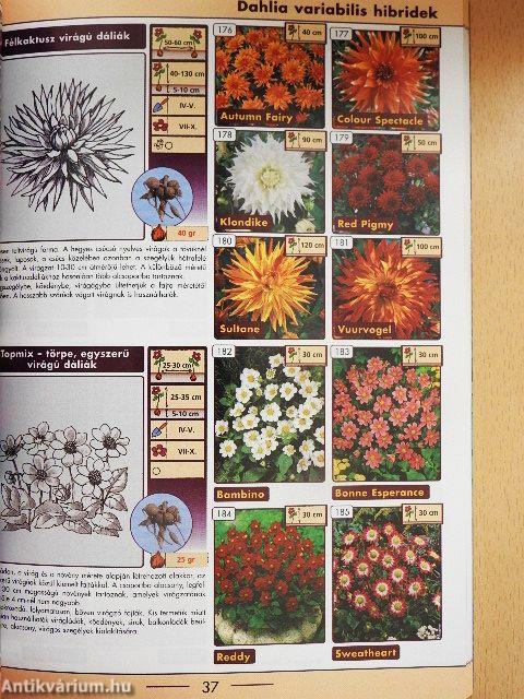 Hagymás dísznövények