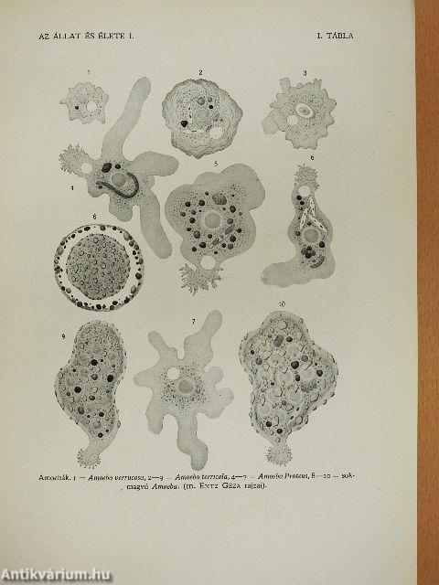 Az állat és élete I-II.