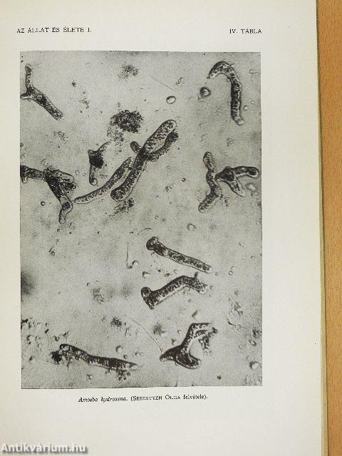 Az állat és élete I-II.