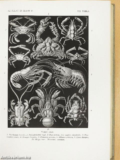 Az állat és élete I-II.