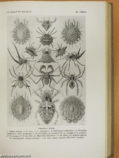 Az állat és élete I-II.