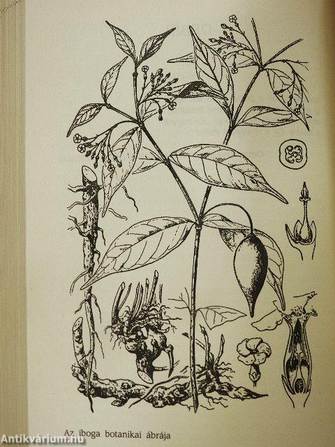 A sötétség rítusa