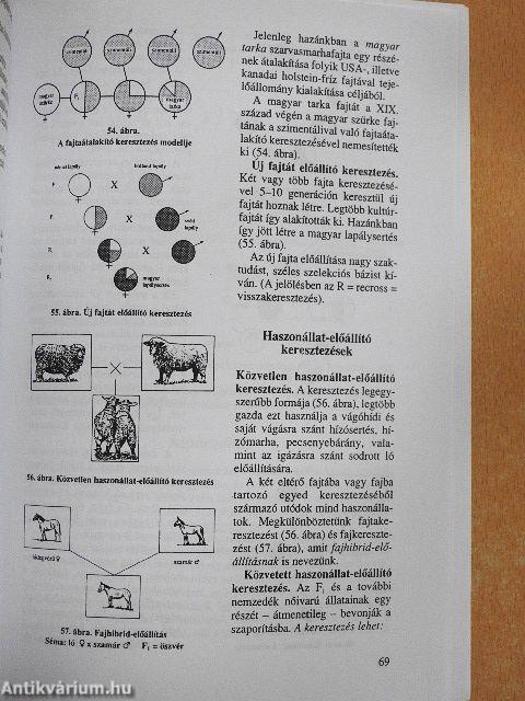 Általános állattenyésztés