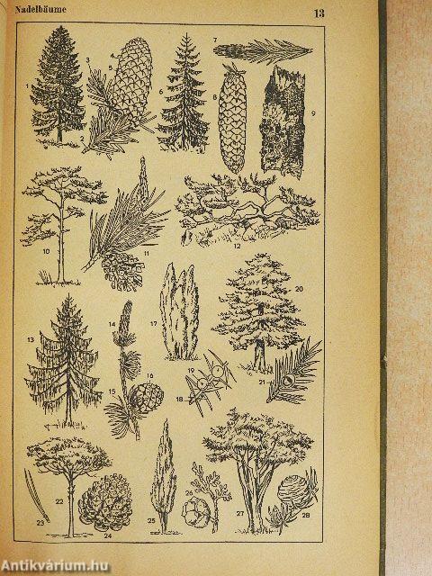 Bildwörterbuch Deutsch und Englisch