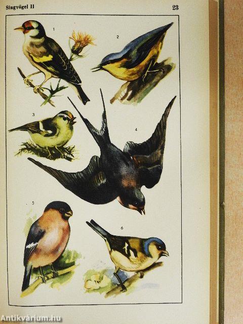 Bildwörterbuch Deutsch und Englisch