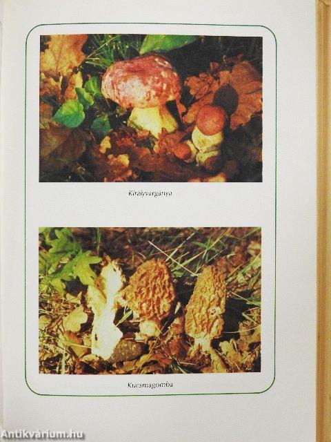 Ételek vadon termő gombákból és erdei gyümölcsökből