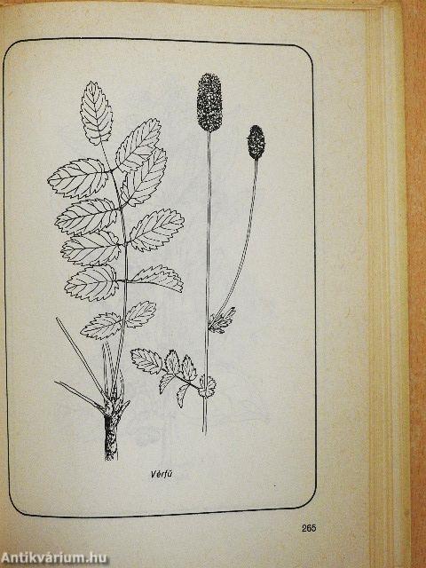 Ételek vadon termő gombákból és erdei gyümölcsökből