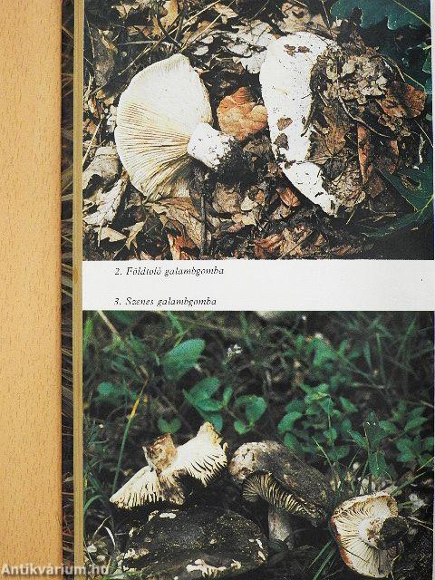 Gombászkönyv (rossz állapotú)