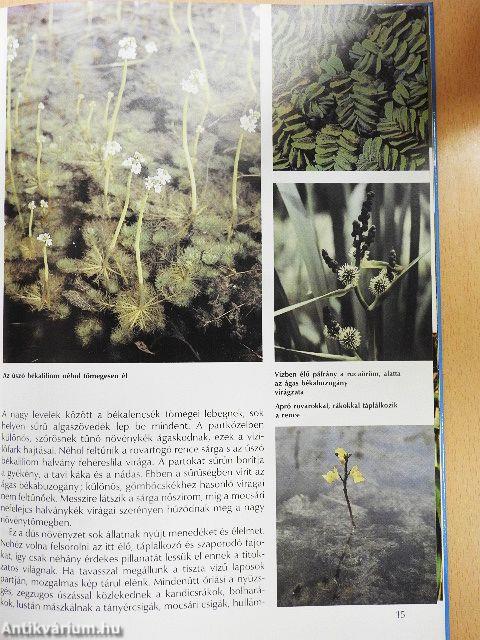 Ezer sziget országa