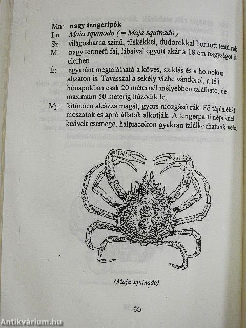 Az Adriai-tenger élővilága