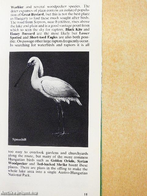 A Guide to Birdwatching in Hungary