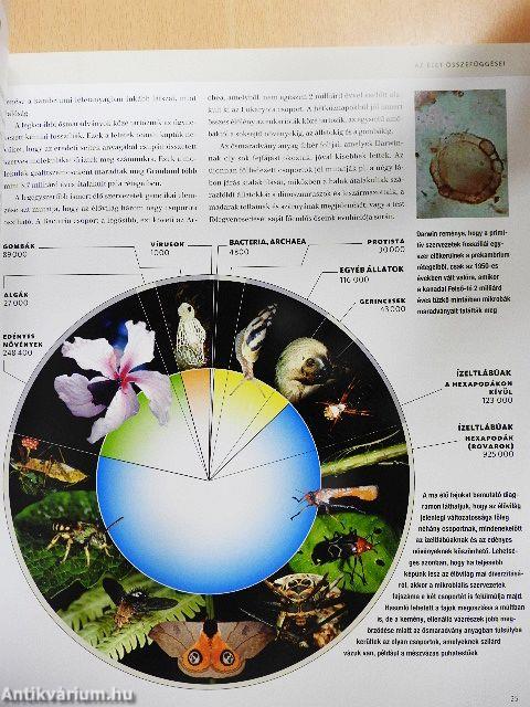 Evolúció