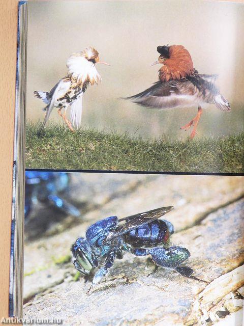 Az élet erőpróbái