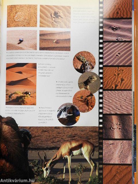 Vadonjárók kalauza