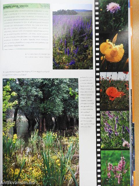 Vadonjárók kalauza