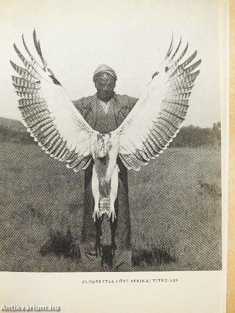 Afrikai tábortüzek