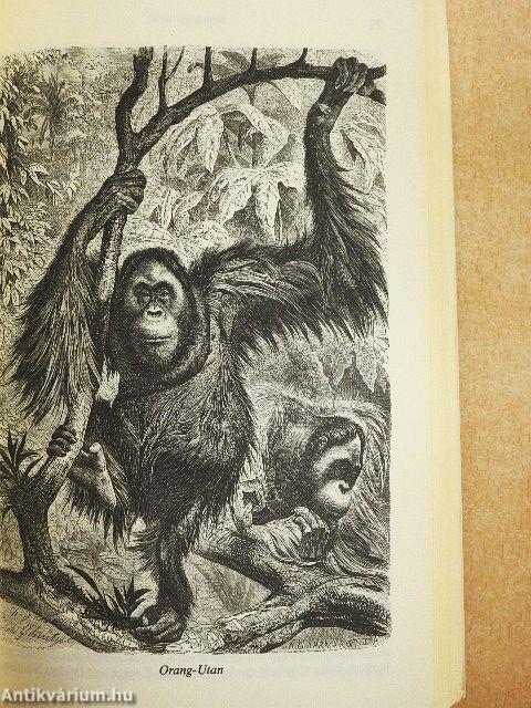 Brehm's Thierleben I. - Die Säugerthiere 1.