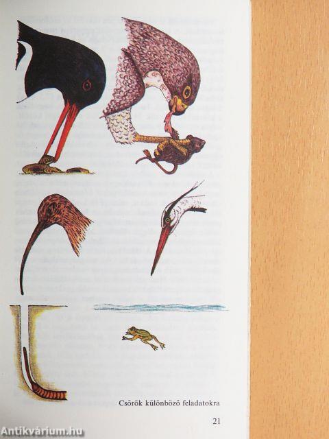 Hogyan vadásznak az állatok?