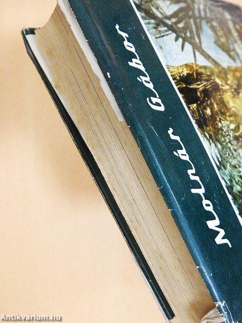 Pálmakunyhó az őserdőben