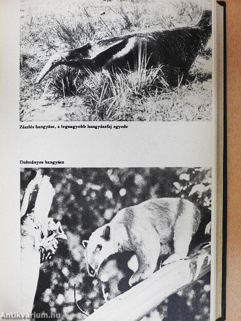 Pálmakunyhó az őserdőben