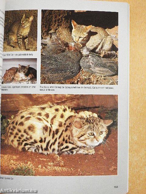 Field Guide to the Mammals of Southern Africa