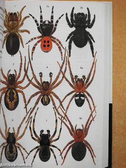 Collins Field Guide to Spiders