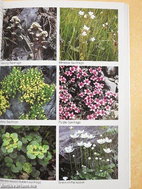 Wild Flowers of Britain and Europe