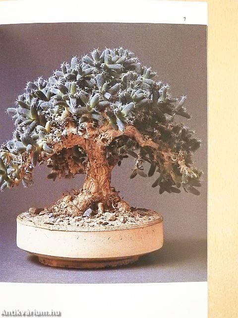 Zimmer-Bonsai