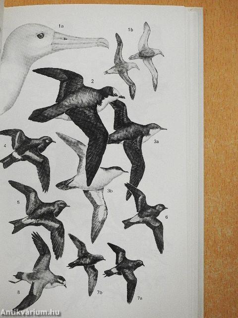 A Field Guide to the Birds of Galapagos