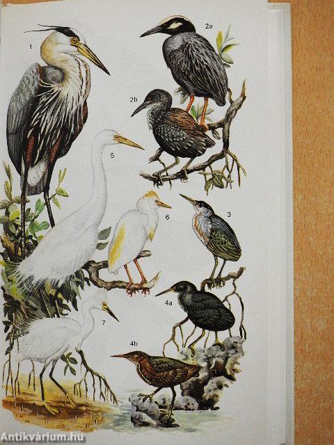 A Field Guide to the Birds of Galapagos