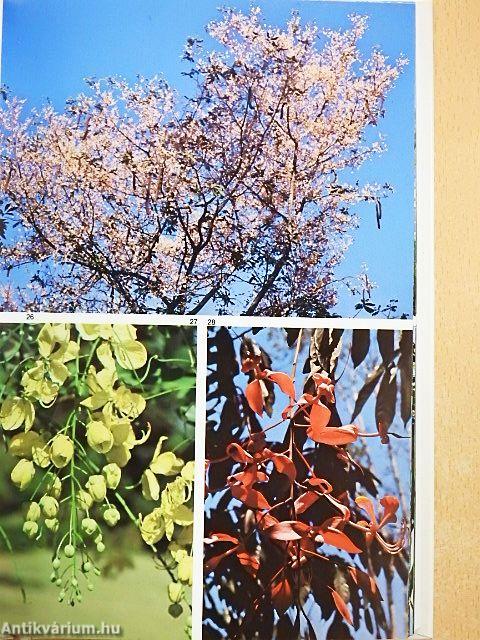 Collins Photo Guide - Tropical Plants