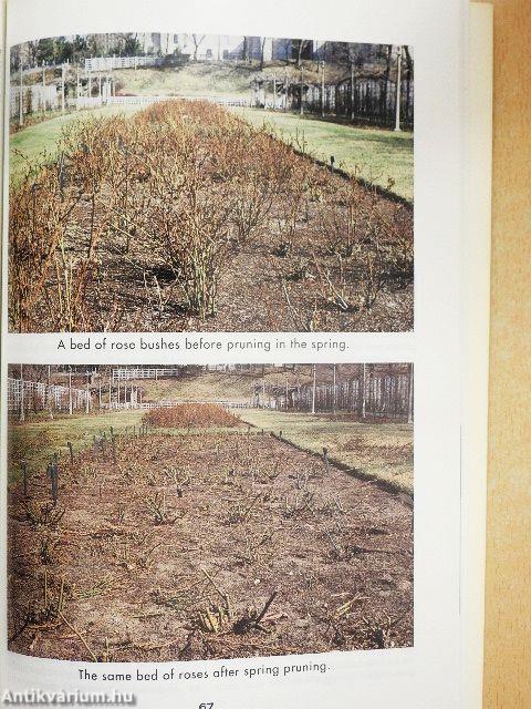 Pruning Techniques