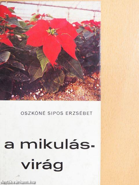 A mikulásvirág
