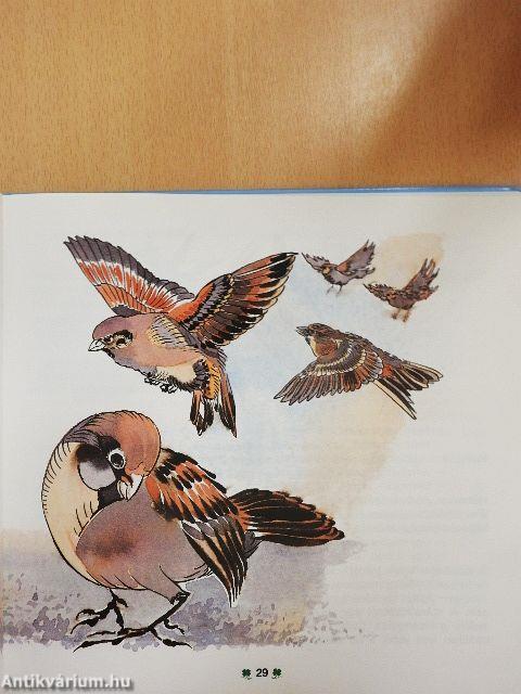 Lovak, kutyák, madarak