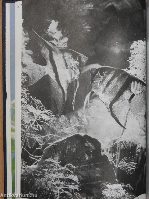 Akvarista kézikönyv