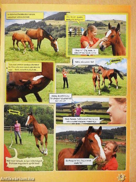 Green Hills Lovarda - A csikó