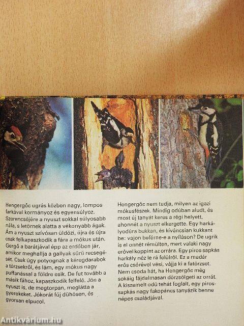 Sok szerencsét, Hengergőc!