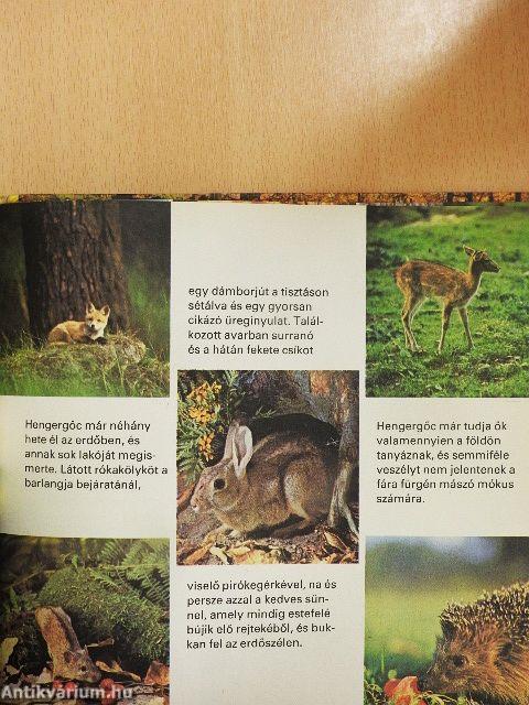 Sok szerencsét, Hengergőc!