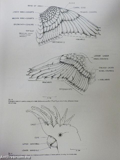 Parrots of the World