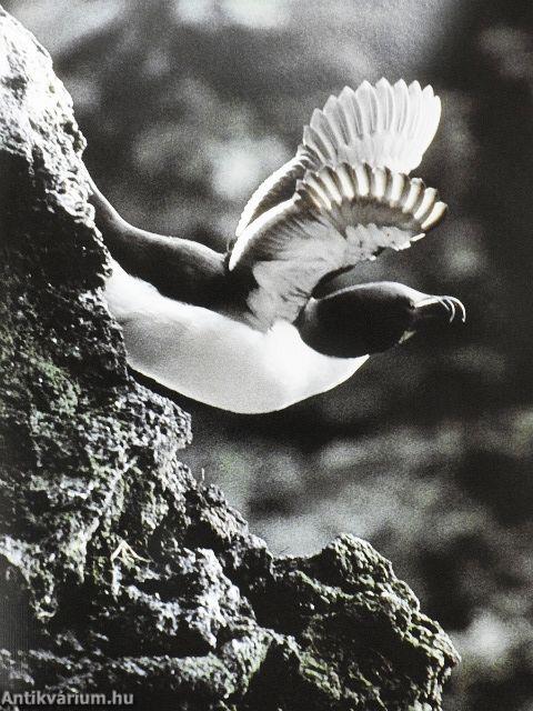 Marvels of the coast