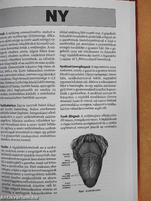 Táplálkozástani fogalomtár