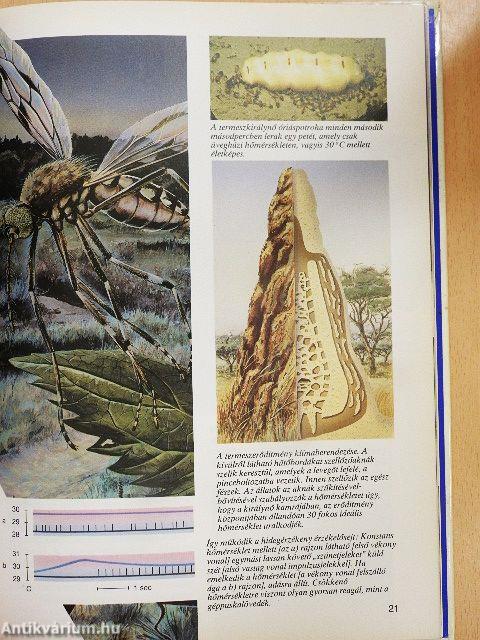 Ahogy az állatok látnak, hallanak és éreznek