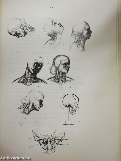 Anatomie für Künstler