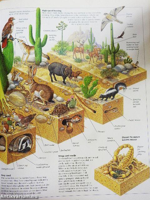 Richard Orr's Nature Cross-Sections