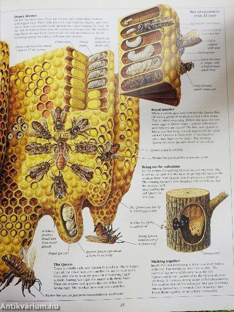 Richard Orr's Nature Cross-Sections