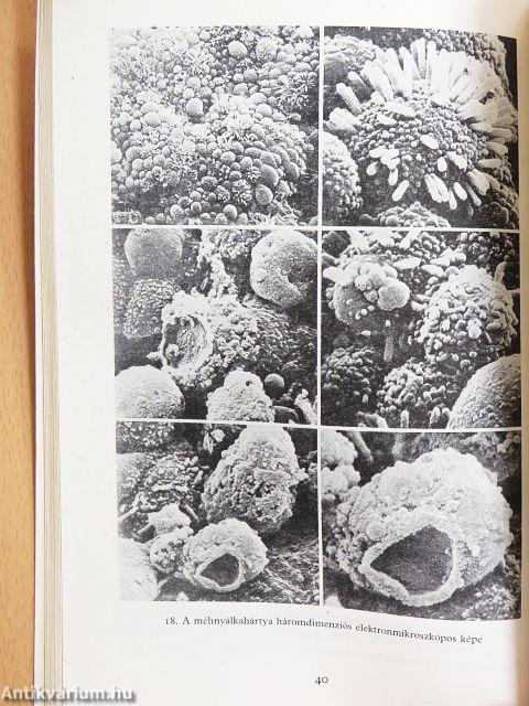 Születésünk titkai