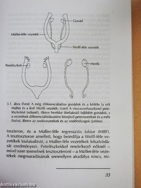Női agy, férfi agy