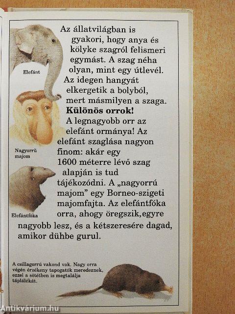 Hogyan működnek érzékszerveink?